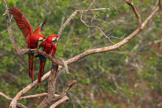 Two Red-and-green macaws (Ara chloropterus) perched in a tree, one spreading its wings, Burracvo dfas Araras, Pantanal,  Mato Grosso do Sul, Brazil. 