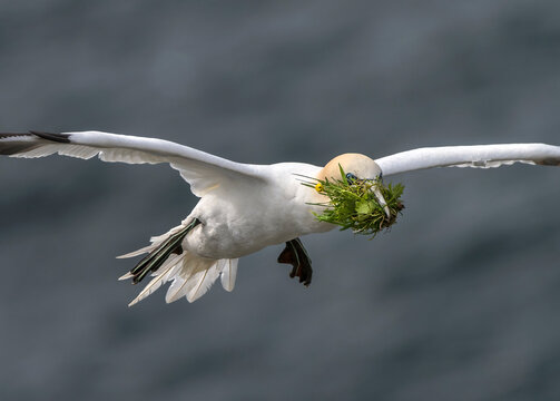 Northern gannet (Morus bassanus) in flight carrying nesting material in beak, Hermaness National Scenic Area, Shetland, Scotland, UK. June. 
