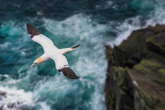Northern gannet (Morus bassanus) juvenile with 3rd year plumage, in flight over cliffs, Hermaness National Scenic Area, Shetland, Scotland, UK. July. 