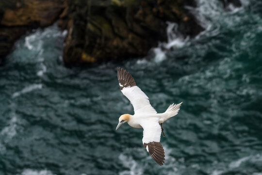 Northern gannet (Morus bassanus) juvenile early 4th year. in flight, Hermaness National Scenic Area, Shetland, Scotland, UK.  June. 