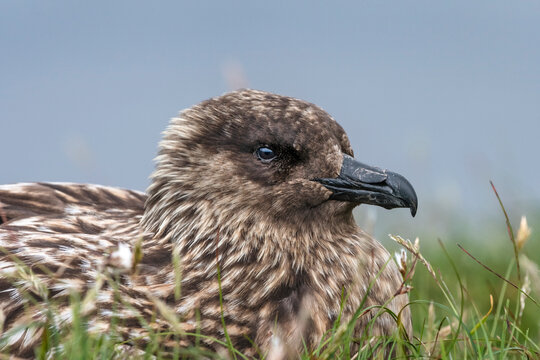 Great skua (Stercorarius skua) brooding, portrait, Hermaness National Scenic Area, Shetland, Scotland, UK. June. 