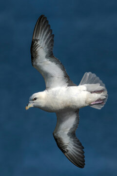 Fulmar (Fulmarus glacialis) in flight, Shetland Islands, Scotland, UK. July. 