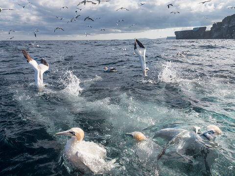 Northern gannets (Morus bassanus) flock fishing, Noss, Shetland Islands, Scotland, UK, North Sea. July. 