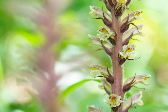 Ivy broomrape (Orobanche hederae) in flower, Nijmegen, The Netherlands. June. 