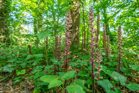 Ivy broomrape (Orobanche hederae) growing among Ivy (Hedera helix), Nijmegen, The Netherlands. June. 