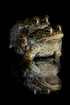 Natterjack toads (Epidalea calamita) pair in amplexus at night, Nijmegen, The Netherlands. May. 
