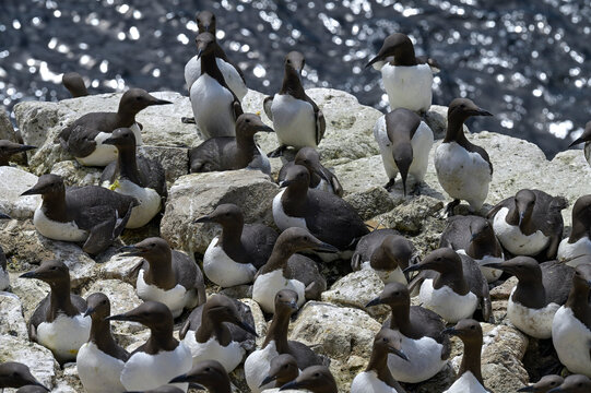 Common guillemots (Uria aalge) colony on sea cliff, Great Saltee Island, County Wexford, Republic of Ireland, June. 