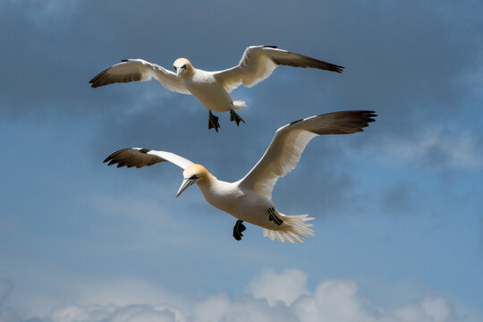 Two Northern gannets (Morus bassanus) in flight, Great Saltee Island, County Wexford, Republic of Ireland. June. 