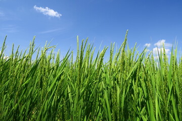 Obraz premium 夏の郊外の稲穂を付けた生育順調な田んぼの稲