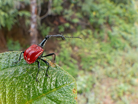 Giraffe necked weevil (Trachelophorus giraffa) male, resting on leaf of Dichaetanthera cordifolia in tropical rainforest, Andasibe-Mantadia National Park, Madagascar. 