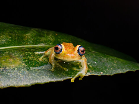 Green bright-eyed frog (Boophis viridis) resting on leaf at night, Andasibe-Mantadia National Park, Madagascar. 