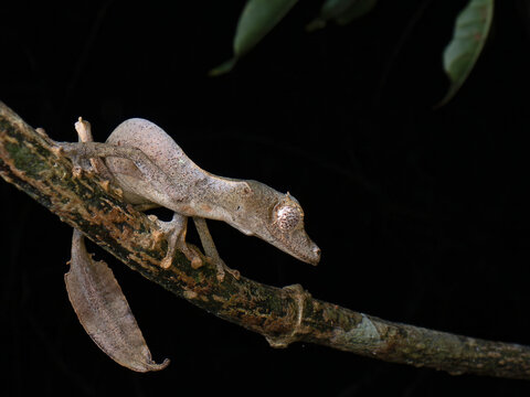 Satanic leaf-tailed gecko (Uroplatus phantasticus) resting on a branch at night, Andasibe, Madagascar. 