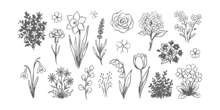 Hand drawn botanical flower sketches set with rose tulip lavender and wildflower line art illustrations on white background vector
