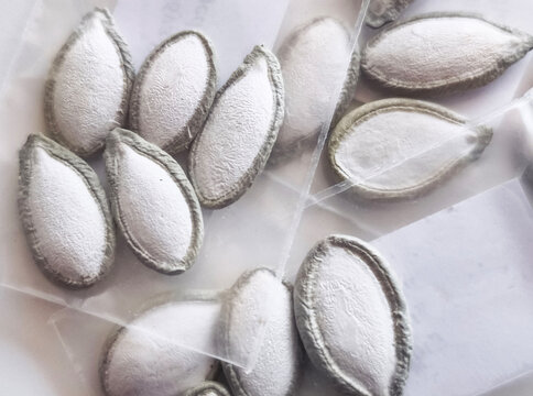 Close-up of white pumpkin seeds. pipian from Tuxpan, in clear packets, ready for sowing, gardening, or sale.