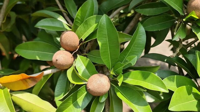 Close up of ripe sapodilla fruits growing on a tree with lush green leaves in natural sunlight. This tropical fruit, also known as chikoo, features a rough brown skin and grows abundantly in warm clim