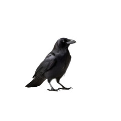 Crow, png