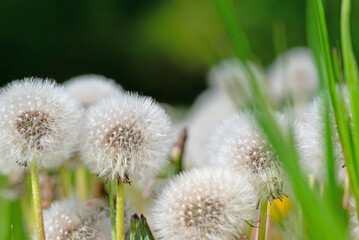 Verblühter samentragender Löwenzahn,Taraxacum © M. Schuppich