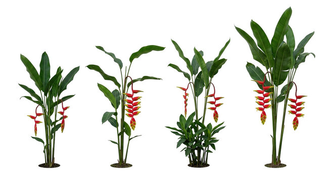 Heliconia rostrata, lobster claw, tropical plant, exotic flower, botanical illustration, red bracts, false bird of paradise plants with lush green leaves on a black background.