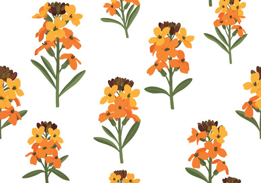 Seamless vector pattern with orange and yellow wallflower blossoms on white background for spring textile design