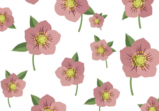 Seamless pink hellebore flower pattern on white background for spring textile and wallpaper design