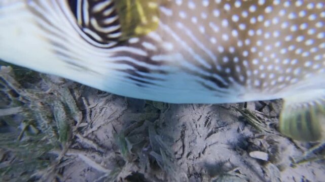 A detailed close-up of a White-spotted Puffer fish swimming over the sandy ocean floor. The image highlights its distinctive white spots, golden-yellow eye, and the radiating pattern around its pector