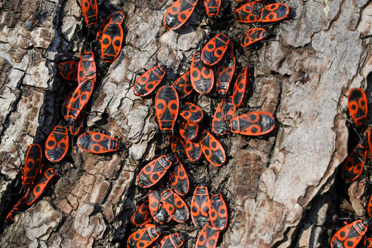 A group of red and black firebugs on a tree bark.