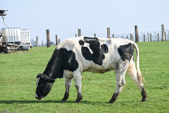 vache elevage lait agriculture veau
