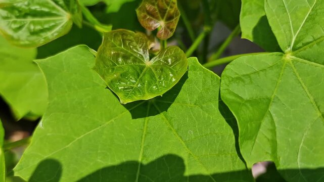 Close up of green Jatropha curcas leaves, commonly known as physic nut or jatropha plant, growing in natural sunlight. This tropical plant is widely known for its use in biodiesel production and tradi