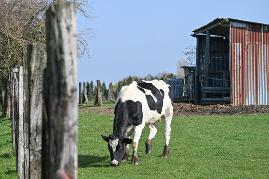 vache elevage lait agriculture veau