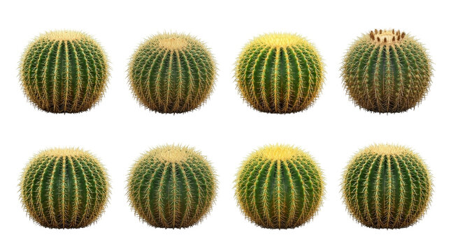 monstrose cactus Cereus Hildmannianus Monstrose  Kesslers Cacti