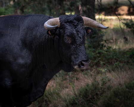 Powerful Heck cattle bull standing alert in a natural forest clearing, surrounded by trees and soft woodland light. The dark muscular body and impressive curved horns create a strong and authentic