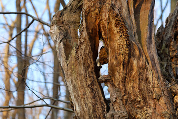 Fototapeta premium An old decaying tree trunk with a deep hollow and textured bark stands against a blurred spring forest background. Natural erosion and the detailed wood surface emphasize the cycle of life and the wil