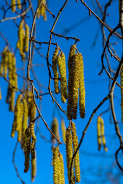 Long golden catkins of hazel hang densely from thin branches against a clear bright blue sky. Sunlight emphasizes the texture of spring inflorescences preparing for pollination,
