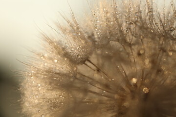 Dandelion seeds in sun backlight. Macro seed © Haletska Olha
