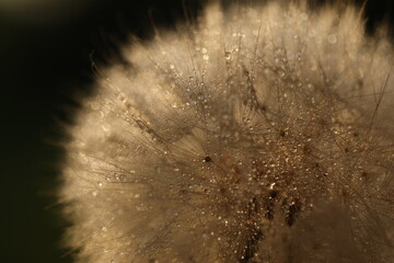 Dandelion seeds in sun backlight. Macro seed © Haletska Olha