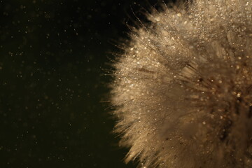 Dandelion seeds in sun backlight. Macro seed © Haletska Olha