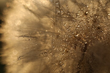 Dandelion seeds in sun backlight. Macro seed © Haletska Olha