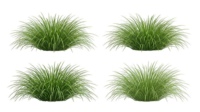 Ornamental grass, grass clumps, garden plants, landscaping greenery, carex, sedge, fountain grass set of isolated green tufts for architectural visualization and garden design elements.