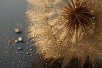 Dandelion seeds in sun backlight. Macro seed © Haletska Olha