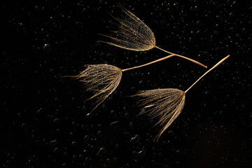 Dandelion seeds in sun backlight. Macro seed © Haletska Olha
