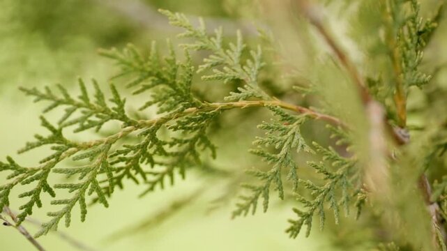 Macro view of a green thuja branch with beautiful bokeh