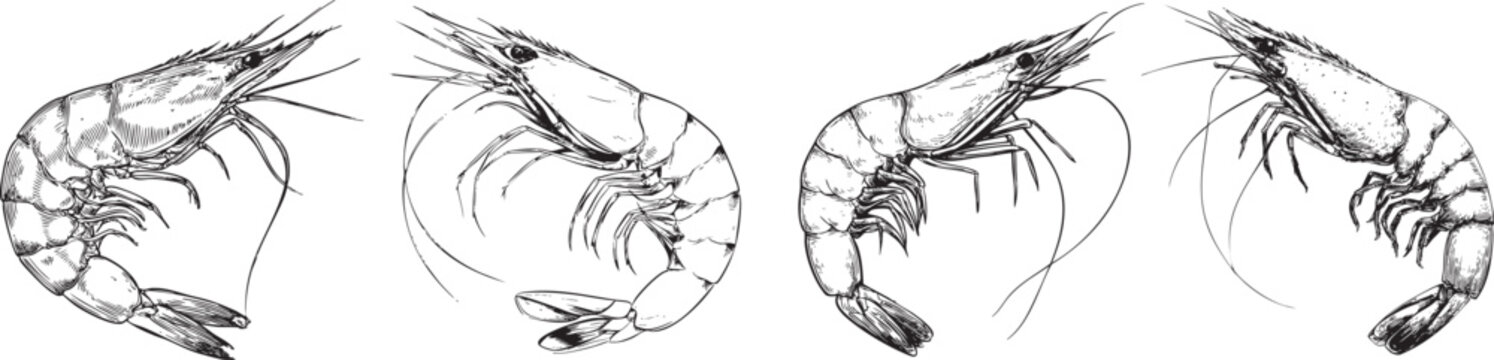 crisp black and white outline drawing of a fresh cooked shrimp, perfect for seafood and gourmet designs