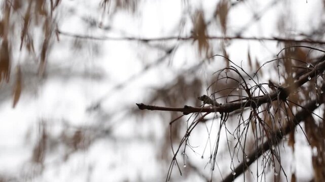 Tree branch, Spring bokeh against the background of a dry tree in early spring