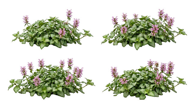 Lamium maculatum, spotted dead nettle, groundcover, pink flowers, variegated leaves, botanical, perennial with silver foliage isolated on black background for garden design.