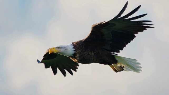 Bald eagle soaring gracefully in clear sky with outstretched wings and sharp talons