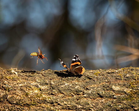 Red Admiral butterfly resting on rough tree bark while a yellow and black wasp hovers nearby in mid air. The butterfly displays striking orange bands and white spots on dark wings, captured in sharp