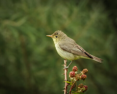 Common chiffchaff perched on a thorny blackberry branch with ripening berries against a smooth green natural background. The small songbird shows soft olive brown plumage and a fine pointed bill