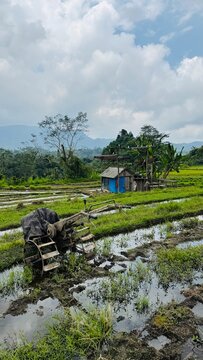 Rice terrace Bali