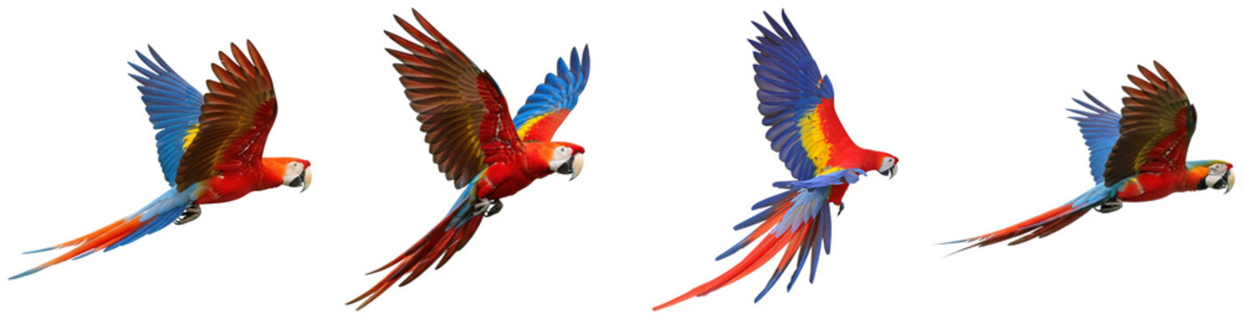 A dynamic collection of scarlet macaws in flight, showcasing their vivid red, blue, and yellow plumage.