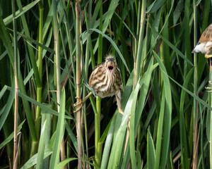 Obraz premium Little bittern in active take off among tall green reeds in a wetland habitat. The compact heron shows distinctive streaked plumage and spread wings while lifting from dense marsh vegetation. Captured